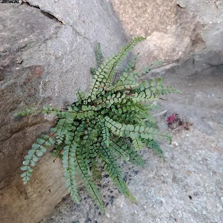 La Canal * Monastero di Lanzo